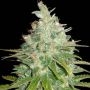 Black Domina Auto Feminized Marijuana Strain by Sagarmatha Seeds For Sale Online at Cannabis Seeds Outlet