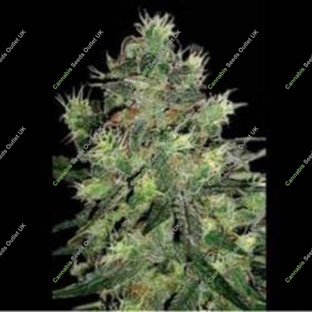 Blue Thunder Regular Marijuana Strain by Sagarmatha Seeds For Sale Online at Cannabis Seeds Outlet