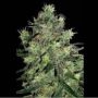 Blue Thunder Regular Marijuana Strain by Sagarmatha Seeds For Sale Online at Cannabis Seeds Outlet