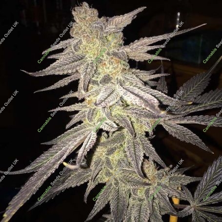 Blueberry Bud Regular Marijuana Strain by Sagarmatha Seeds For Sale Online at Cannabis Seeds Outlet