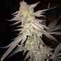Blueberry Bud Regular Marijuana Strain by Sagarmatha Seeds For Sale Online at Cannabis Seeds Outlet