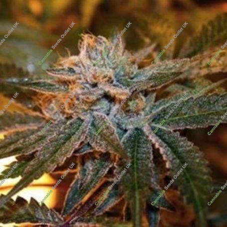 Boulder Bubblegum Feminized Marijuana Strain by Sagarmatha Seeds For Sale Online at Cannabis Seeds Outlet