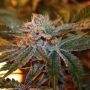 Boulder Bubblegum Feminized Marijuana Strain by Sagarmatha Seeds For Sale Online at Cannabis Seeds Outlet