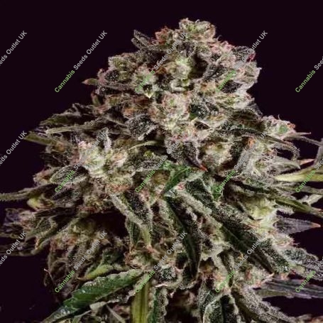 Bubbleberry Regular Marijuana Strain by Sagarmatha Seeds For Sale Online at Cannabis Seeds Outlet