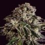 Bubbleberry Regular Marijuana Strain by Sagarmatha Seeds For Sale Online at Cannabis Seeds Outlet