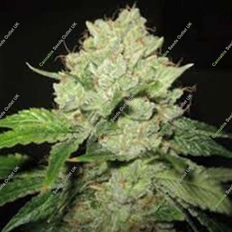 California Train Wreck Feminized Marijuana Strain by Sagarmatha Seeds For Sale Online at Cannabis Seeds Outlet