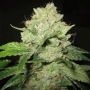 California Train Wreck Feminized Marijuana Strain by Sagarmatha Seeds For Sale Online at Cannabis Seeds Outlet