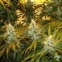 Chunky Skunk Feminized Marijuana Strain by Sagarmatha Seeds For Sale Online at Cannabis Seeds Outlet