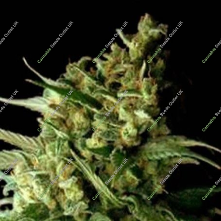 Double Bubbleberry Feminized Marijuana Strain by Sagarmatha Seeds For Sale Online at Cannabis Seeds Outlet