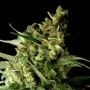 Double Bubbleberry Feminized Marijuana Strain by Sagarmatha Seeds For Sale Online at Cannabis Seeds Outlet