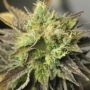 Double Diesel Ryder Auto Feminized Marijuana Strain by Sagarmatha Seeds For Sale Online at Cannabis Seeds Outlet