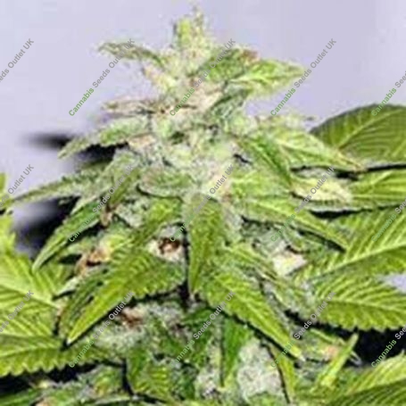 Early Bird Skunk Feminized Marijuana Strain by Sagarmatha Seeds For Sale Online at Cannabis Seeds Outlet