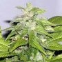 Early Bird Skunk Feminized Marijuana Strain by Sagarmatha Seeds For Sale Online at Cannabis Seeds Outlet
