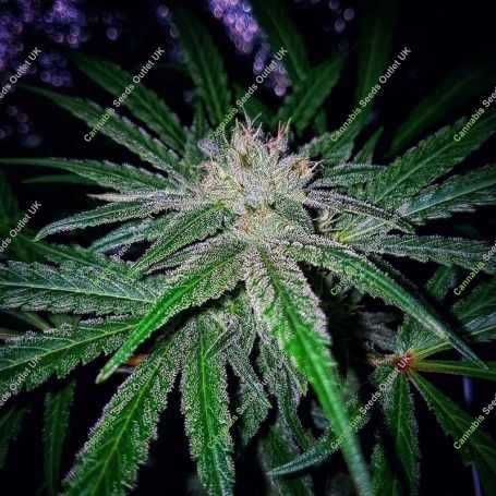 Early Riser Regular Marijuana Strain by Sagarmatha Seeds For Sale Online at Cannabis Seeds Outlet