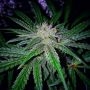 Early Riser Regular Marijuana Strain by Sagarmatha Seeds For Sale Online at Cannabis Seeds Outlet