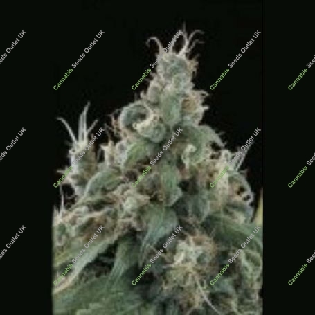 Flow Regular Marijuana Strain by Sagarmatha Seeds For Sale Online at Cannabis Seeds Outlet