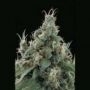 Flow Regular Marijuana Strain by Sagarmatha Seeds For Sale Online at Cannabis Seeds Outlet