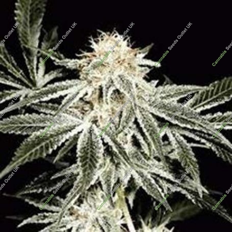 Gardeners Choice Regular Marijuana Strain by Sagarmatha Seeds For Sale Online at Cannabis Seeds Outlet