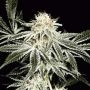 Gardeners Choice Regular Marijuana Strain by Sagarmatha Seeds For Sale Online at Cannabis Seeds Outlet