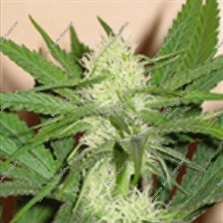 Honolulu Haze Feminized Marijuana Strain by Sagarmatha Seeds For Sale Online at Cannabis Seeds Outlet