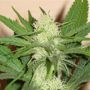 Honolulu Haze Feminized Marijuana Strain by Sagarmatha Seeds For Sale Online at Cannabis Seeds Outlet
