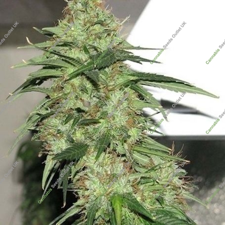 Indica XXL Feminized Marijuana Strain by Sagarmatha Seeds For Sale Online at Cannabis Seeds Outlet