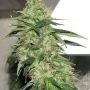 Indica XXL Feminized Marijuana Strain by Sagarmatha Seeds For Sale Online at Cannabis Seeds Outlet