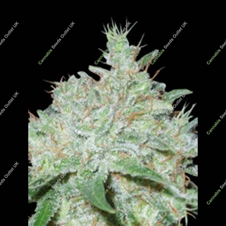 Lowboldt Auto Feminized Marijuana Strain by Sagarmatha Seeds For Sale Online at Cannabis Seeds Outlet