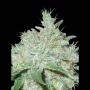 Lowboldt Auto Feminized Marijuana Strain by Sagarmatha Seeds For Sale Online at Cannabis Seeds Outlet