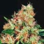 Mangolian Indica Regular Marijuana Strain by Sagarmatha Seeds For Sale Online at Cannabis Seeds Outlet
