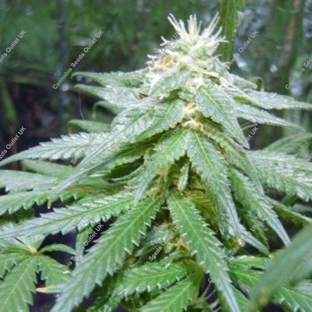 Matanuska Mist Regular Marijuana Strain by Sagarmatha Seeds For Sale Online at Cannabis Seeds Outlet