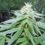 Matanuska Mist Regular Marijuana Strain by Sagarmatha Seeds For Sale Online at Cannabis Seeds Outlet