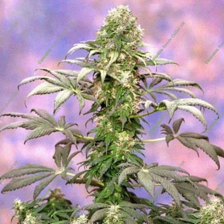 Matanuska Tundra Regular Marijuana Strain by Sagarmatha Seeds For Sale Online at Cannabis Seeds Outlet