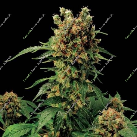 Midnight Blue Feminized Marijuana Strain by Sagarmatha Seeds For Sale Online at Cannabis Seeds Outlet