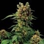 Midnight Blue Feminized Marijuana Strain by Sagarmatha Seeds For Sale Online at Cannabis Seeds Outlet