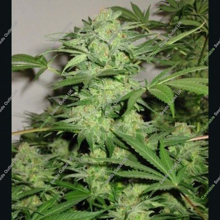 Northern Lights No.9 Regular Marijuana Strain by Sagarmatha Seeds For Sale Online at Cannabis Seeds Outlet