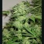 Northern Lights No.9 Regular Marijuana Strain by Sagarmatha Seeds For Sale Online at Cannabis Seeds Outlet