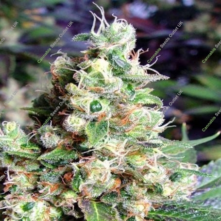 NY Diesel Feminized Marijuana Strain by Sagarmatha Seeds For Sale Online at Cannabis Seeds Outlet