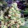 NY Diesel Feminized Marijuana Strain by Sagarmatha Seeds For Sale Online at Cannabis Seeds Outlet