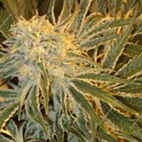 OGNL Feminized Marijuana Strain by Sagarmatha Seeds For Sale Online at Cannabis Seeds Outlet