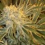 OGNL Feminized Marijuana Strain by Sagarmatha Seeds For Sale Online at Cannabis Seeds Outlet