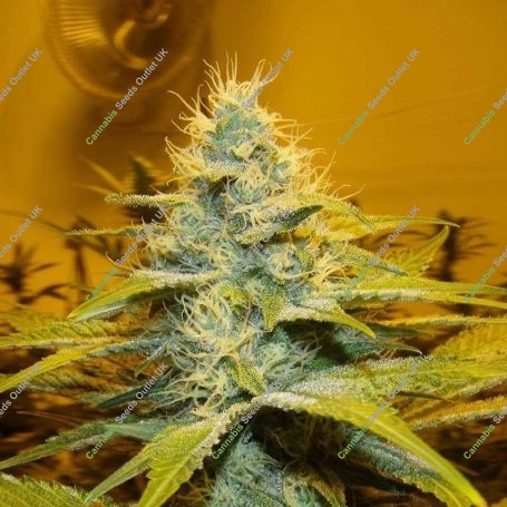 Peak 19 Regular Marijuana Strain by Sagarmatha Seeds For Sale Online at Cannabis Seeds Outlet