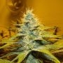 Peak 19 Regular Marijuana Strain by Sagarmatha Seeds For Sale Online at Cannabis Seeds Outlet