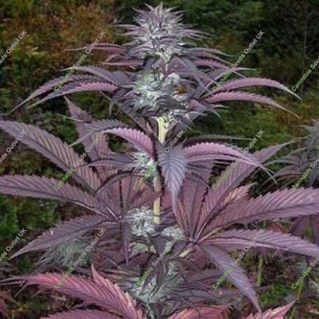 Purple Pinecone Feminized Marijuana Strain by Sagarmatha Seeds For Sale Online at Cannabis Seeds Outlet