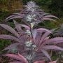 Purple Pinecone Feminized Marijuana Strain by Sagarmatha Seeds For Sale Online at Cannabis Seeds Outlet