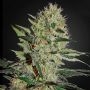 Quick Fix Feminized Marijuana Strain by Sagarmatha Seeds For Sale Online at Cannabis Seeds Outlet