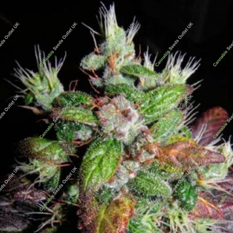 Rhode Island Skunk Feminized Marijuana Strain by Sagarmatha Seeds For Sale Online at Cannabis Seeds Outlet