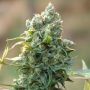 Santa Cruz Kush Feminized Marijuana Strain by Sagarmatha Seeds For Sale Online at Cannabis Seeds Outlet
