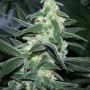 Silver Bullet Feminized Marijuana Strain by Sagarmatha Seeds For Sale Online at Cannabis Seeds Outlet