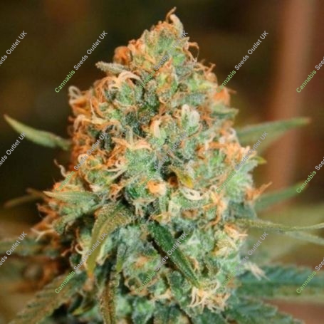 Silver Shadow Haze Feminized Marijuana Strain by Sagarmatha Seeds For Sale Online at Cannabis Seeds Outlet